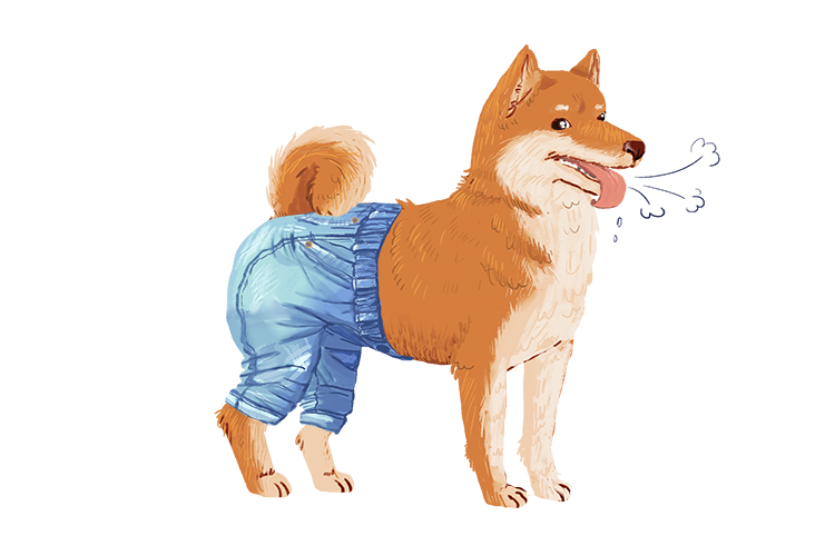 The dog wore trousers as it panted along (pantalon).